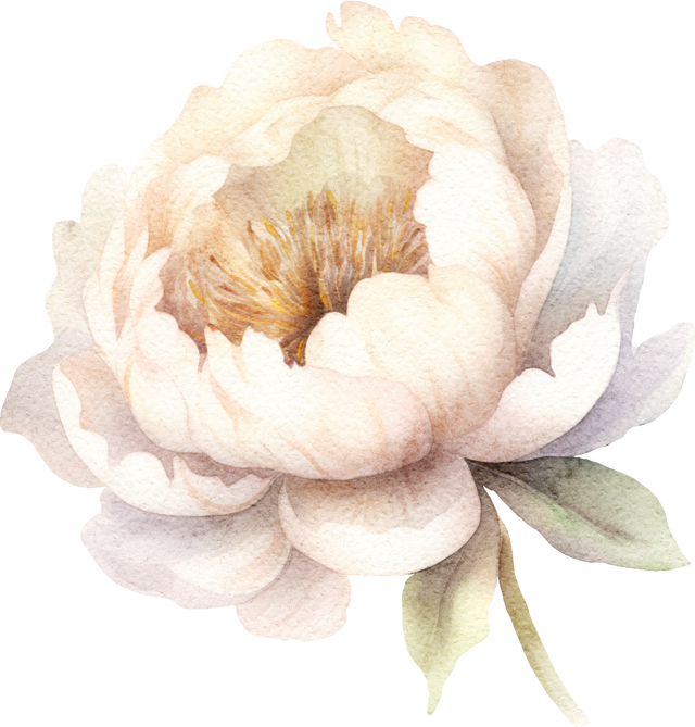 Watercolour White Peony Flower