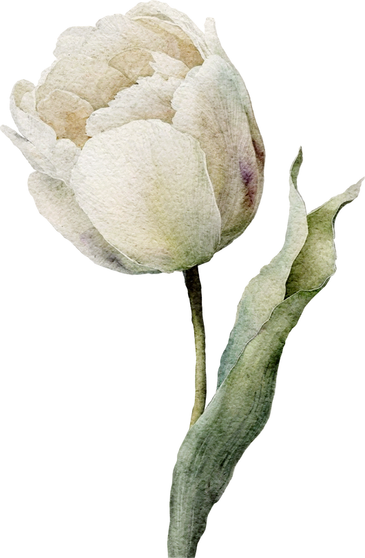 White tulip